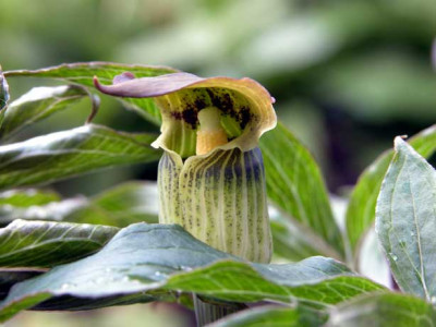 Arisaema_flavum1.jpg