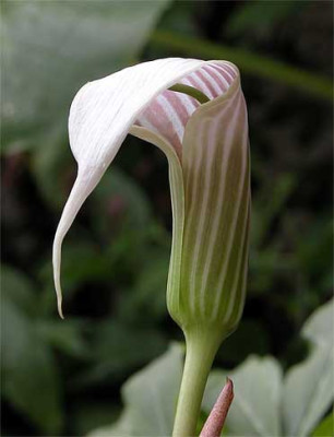 Arisaema_cand_w.jpg