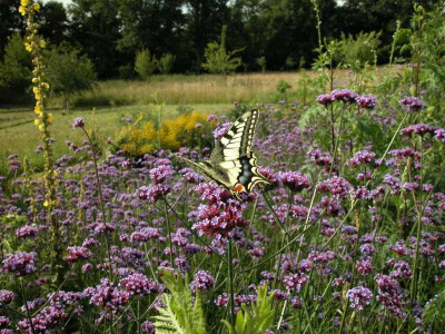 Verbena_bonariensis2.jpg