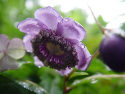 DSC350.jpg