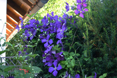 Cl._Jackmanni0112.jpg