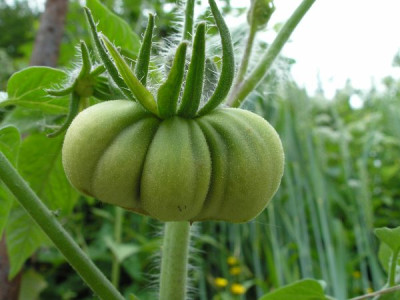 tomate_p6021286.jpg