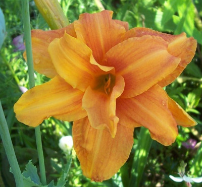 Juli_12_086_orange_gefullt.jpg