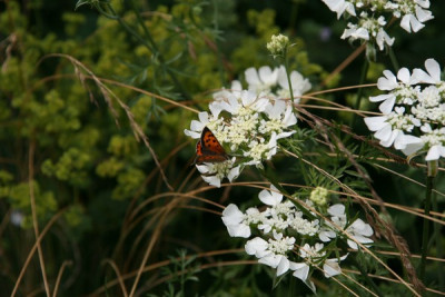 Schmetterling2912Schmetterling2912.jpg