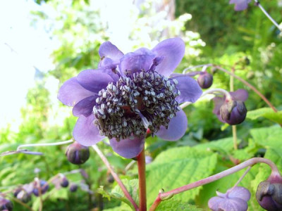 Deinanthe_caerulea_fars_2012.jpg