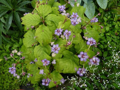 Deinanthe_caerulea_2_fars_2012.jpg