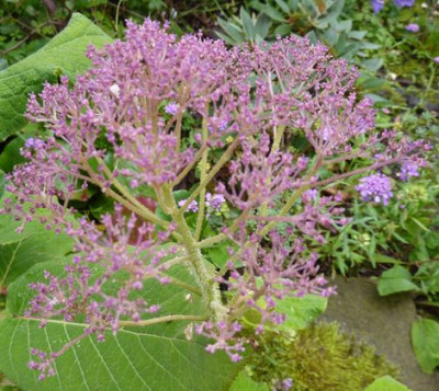 Hydrangea_sargentiana_Jungpflanze_Dolde.jpg