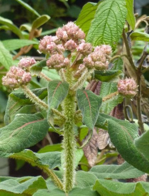 Hydrangea_sargentiana_Mutterpflanze_Dolde.jpg