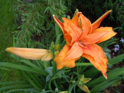 orange_rot_gefullt.JPG
