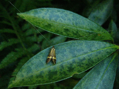 Langhorn-Mai-2.jpg