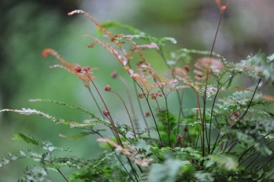 Adiantum.jpg