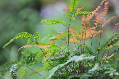 Adiantum_II.jpg