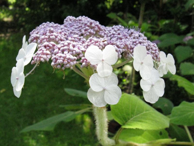 Hydrangea_sargentiana_Speckhard_2_Gartenpur.jpg