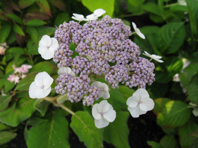 Hydrangea_sargentiana_Eigener_Typ_2_Gartenpur.jpg