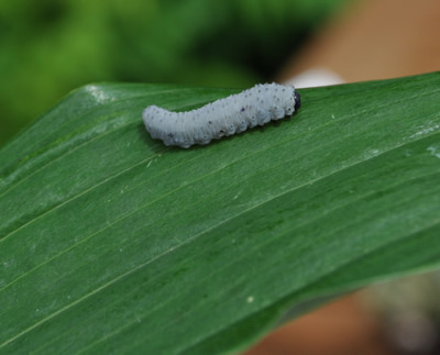 Raupe_12__0249.jpg