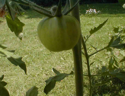 PIC00005.1.jpg