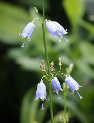 Adenophora_triphylla_var.j..jpg