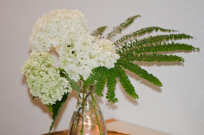 Adiantum-in-der-Vase-Jul1412.jpg