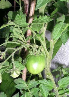 Tomate__Violette_Fleischtomate.jpg