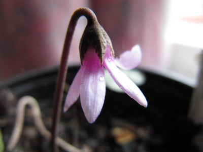 Cyclamen_x_meiklii_120714.jpg