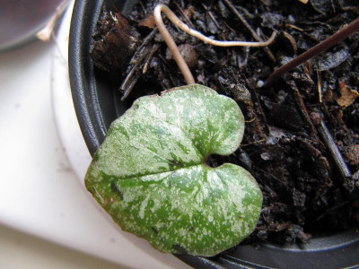 Cyclamen_x_meiklii_Blatt.jpg