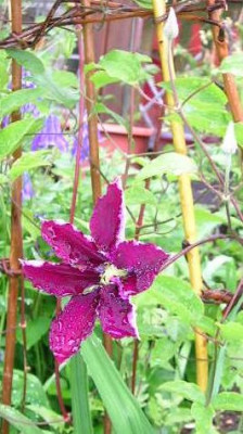 Clematis_-_Niobe.jpg