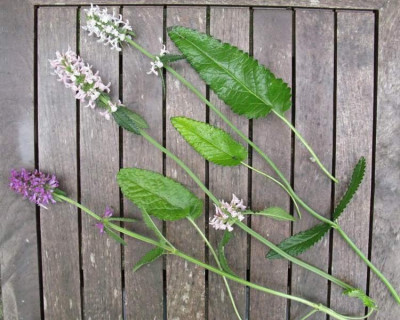 Stachys_Gartenpur.jpg