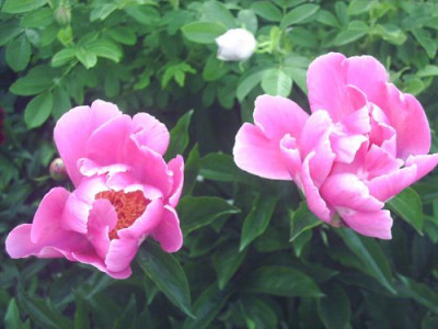 Paeonia_2.jpg