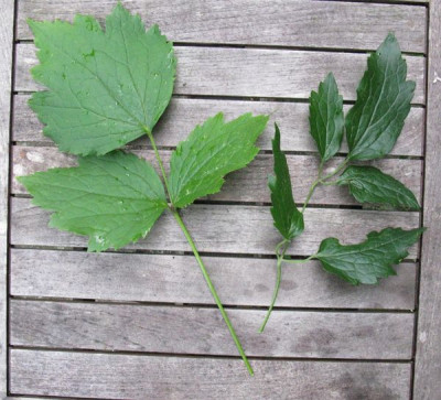 Welche_Pflanze_3_Vergleich_Gartenpur.jpg