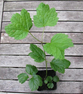 Welche_Pflanze_2_Gartenpur.jpg