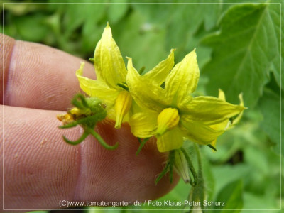 2012_Skerry_Blue_Flower04.jpg