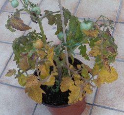Tomate_2.jpg