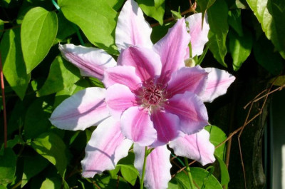Clematis_2a.jpg