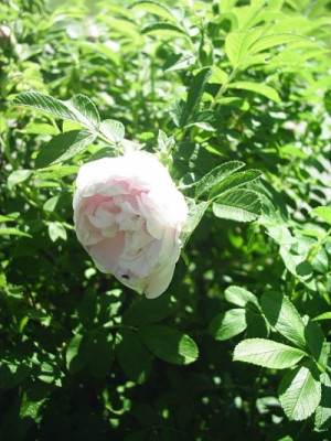 Rosa_2.jpg