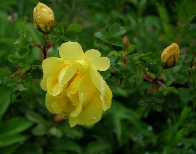 Rose_Persian_Yellow.jpg