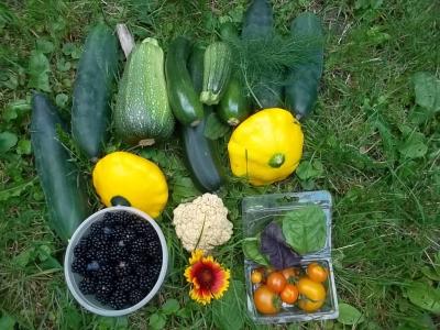 GurkenZucchini.jpg