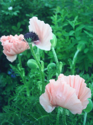 Papaver_orientalis_rosa_1.jpg