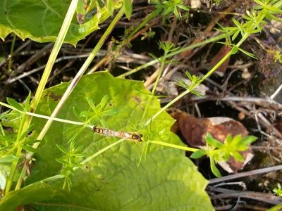 InsektimDoppelpack.jpg