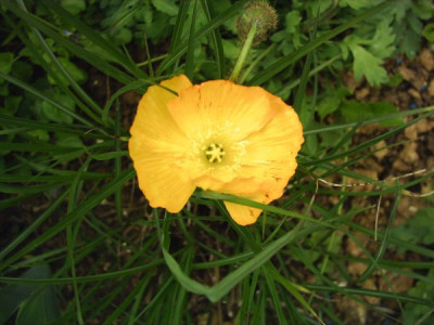 Islandmohn_gelb.jpg
