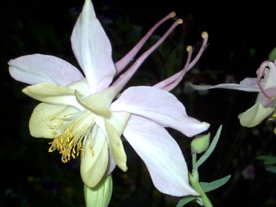 Blumen_6.05_010.jpg