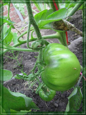 Gartenforum_-_Black_from_Tula.jpg