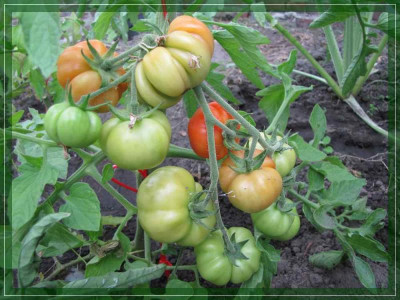 Gartenforum_-_Hicks_Nepalese.jpg