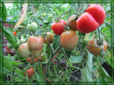 Gartenforum_-_Ochsenherz.jpg