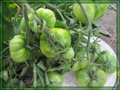 Gartenforum_-_Sibirische_Leto_1.jpg