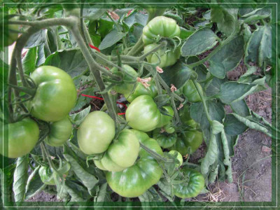 Gartenforum_-_Sibirische_Leto_2.jpg
