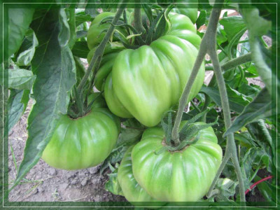Gartenforum_-_Reif_Red_Heard.jpg