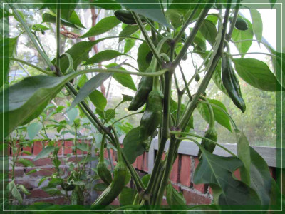 Gartenforum_-_Kaufhauspaprika.jpg