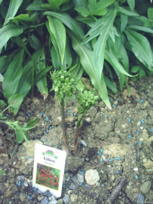 Lilium_pumilum.jpg