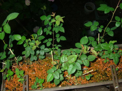 nachwuchs-Lichtkonigin-Luci.jpg