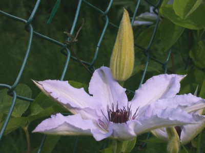 Cl._blaeulich_weiss_8002.jpg